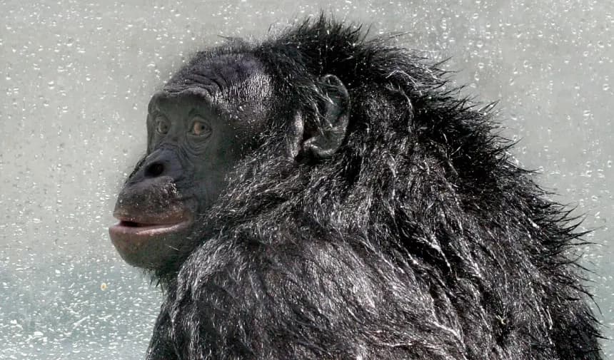 Hayvanlar Aleminin Einstein'ı: Bonobo Kanzi 44 Yaşında Hayata Veda Etti