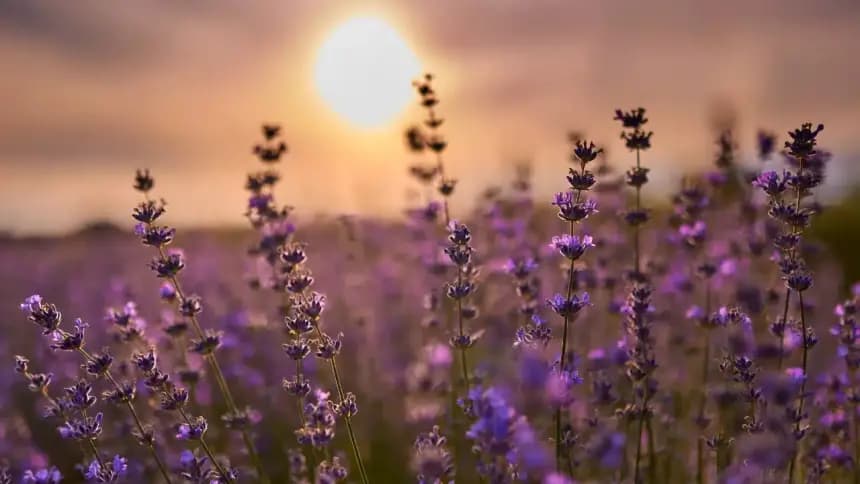 Lavender Ne Demek?
