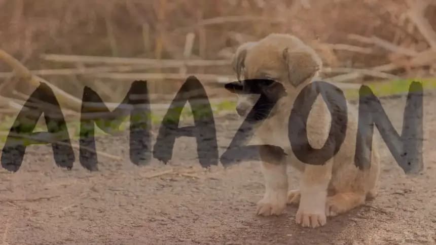 Amazon Uydu Üretimini Türkiye'ye Taşıyor