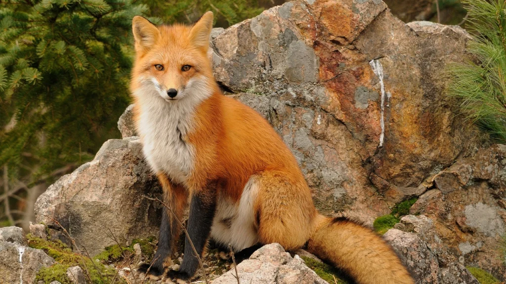 Fox