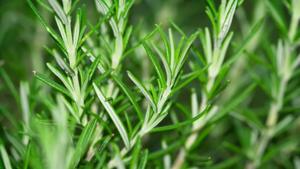 Rosemary