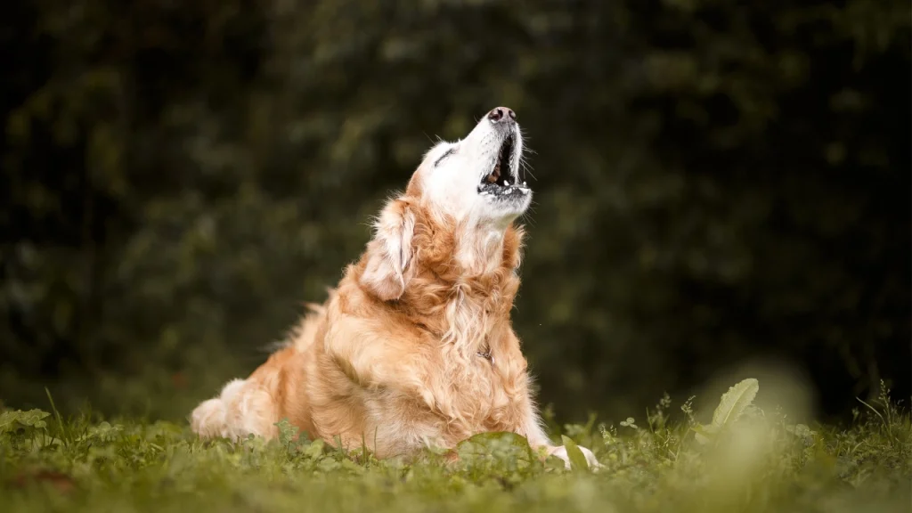 Köpekler Neden Ulur?