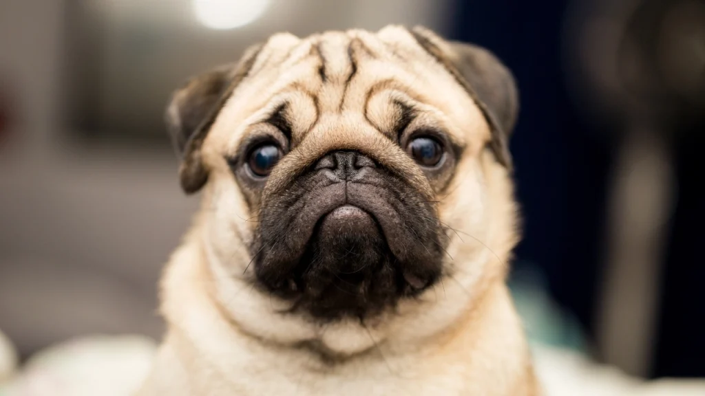 Pug