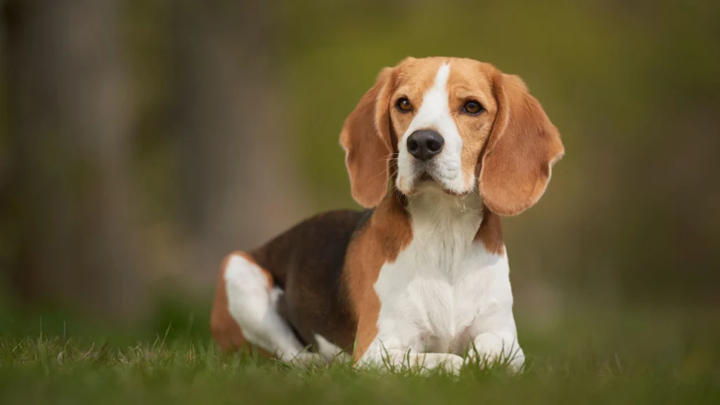 Beagle 