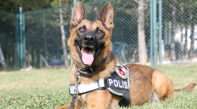 k9 köpek