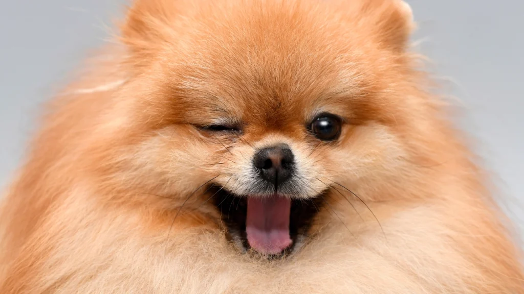 Küçük Köpek Cinsleri Pomeranian