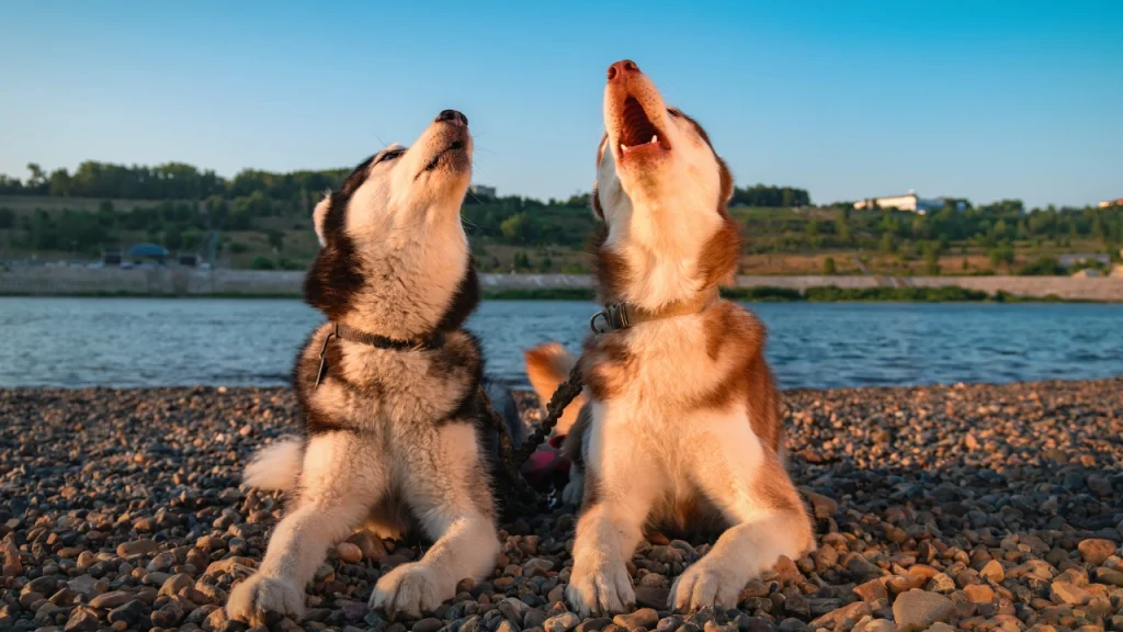 Köpekler Neden Ulur?