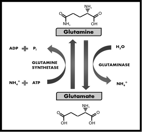 glutamin