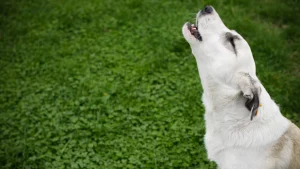 Köpekler Neden Ulur?