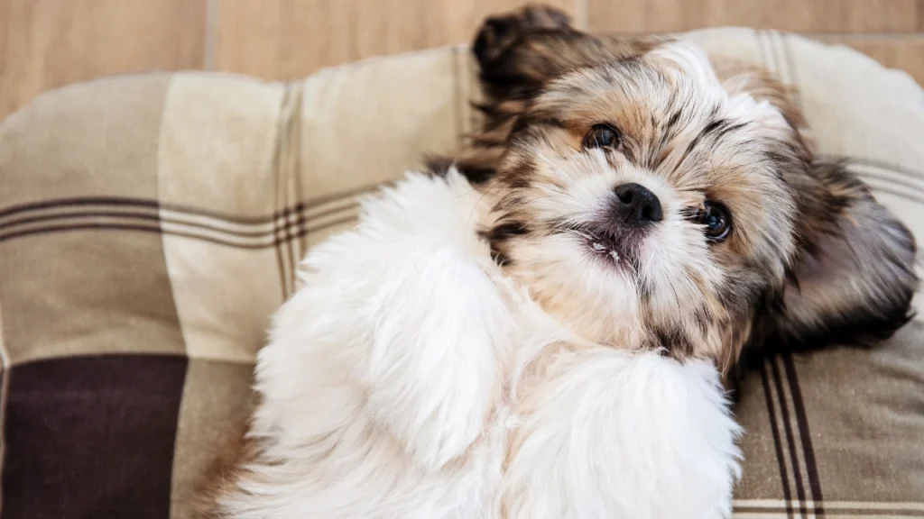 Küçük Köpek Cinsleri Shih Tzu