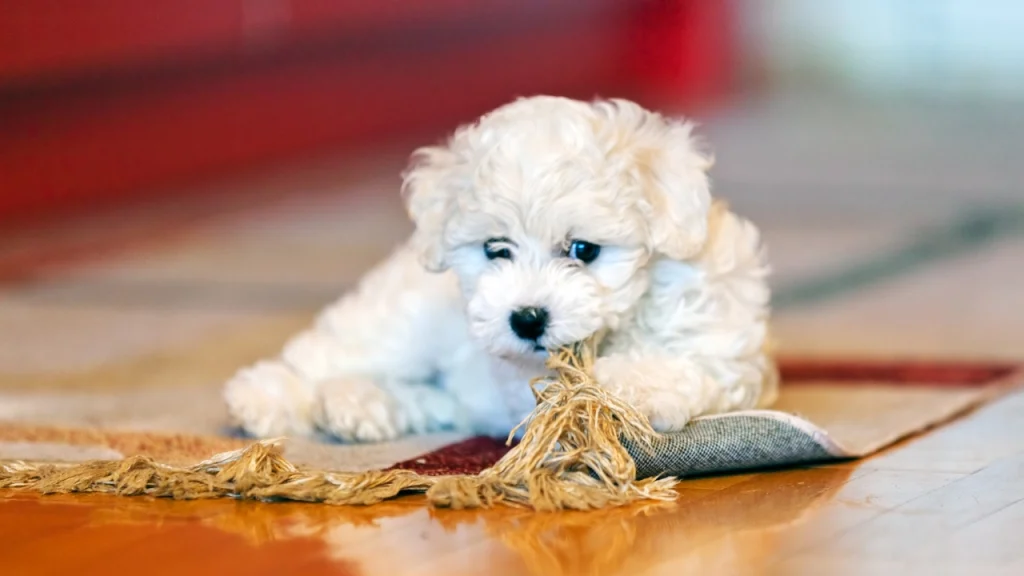 Küçük Köpek Cinsleri Bichon Frise