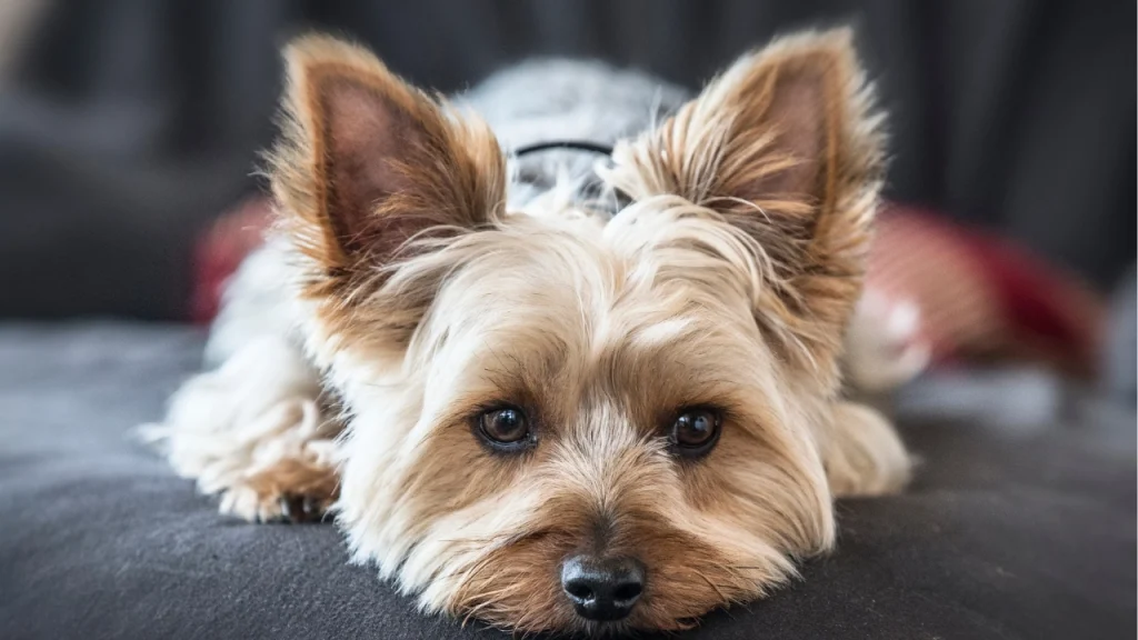 Yorkshire Terrier