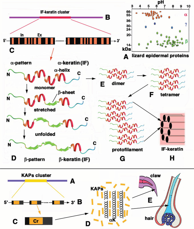 Schematic-representation-of-some-IF-keratins-upper-panel-and-KAPs-lower-panel