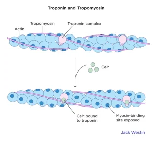 Troponin