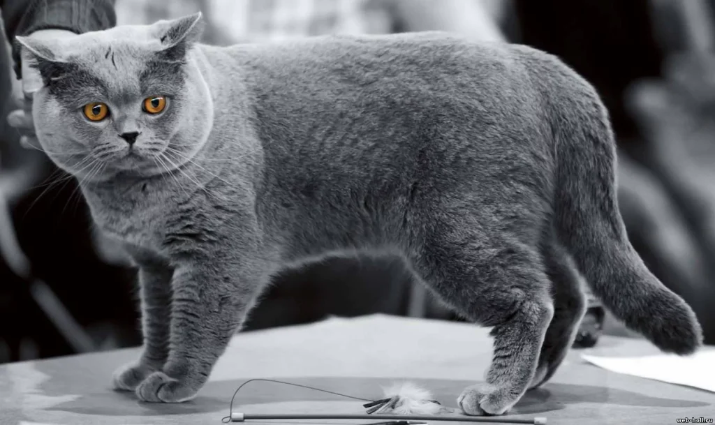 British Shorthair