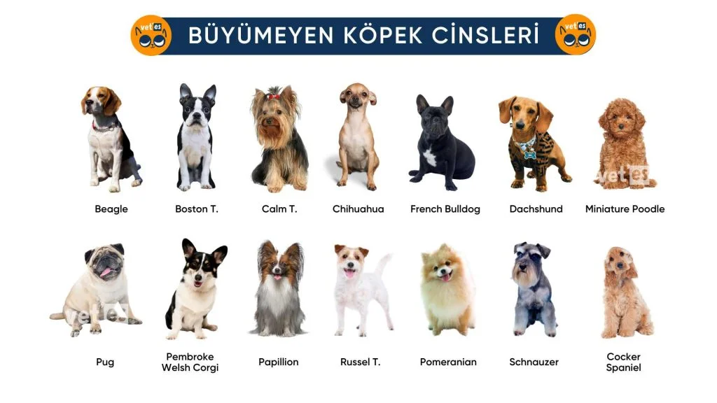 Büyümeyen Köpek Cinsleri