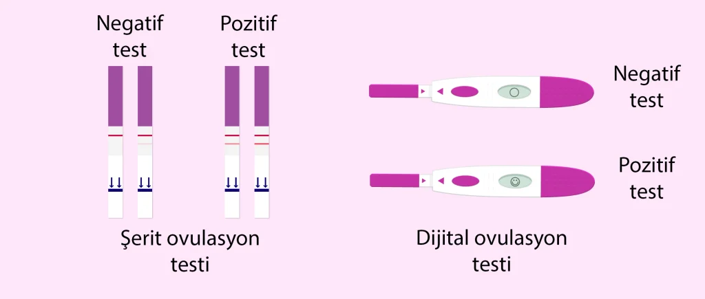 Ovulasyon Testi