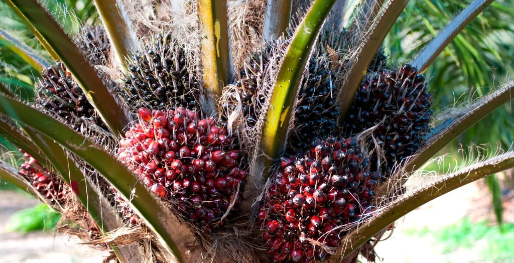 palm yağı