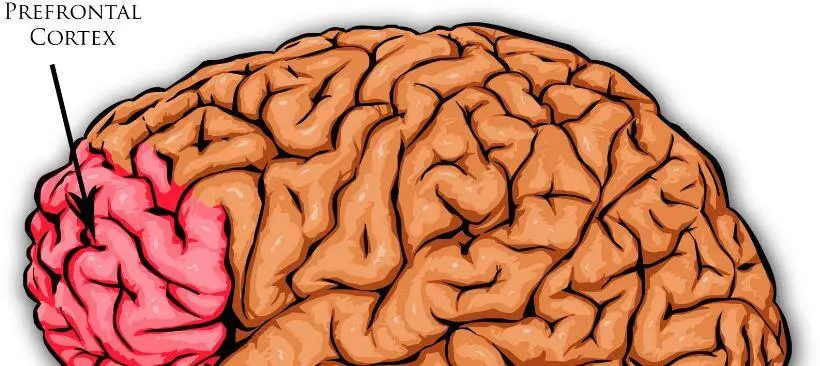 prefrontal-korteks-ne-ise-yarar