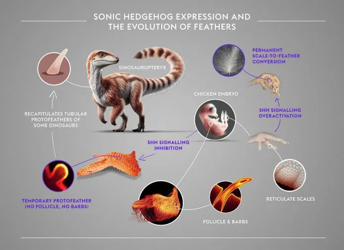 From-dinosaurs-to-chickens-How-feathers-first-evolved-696x506-1